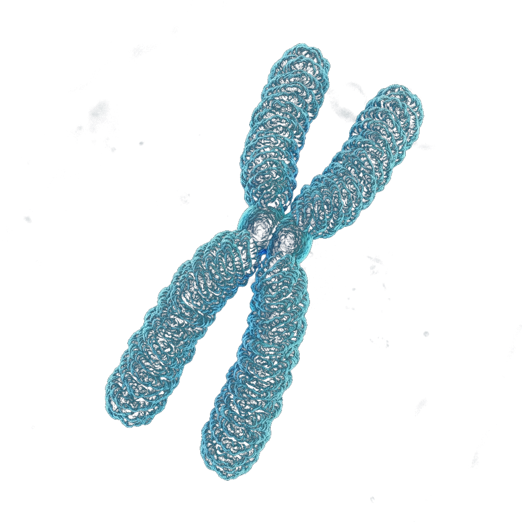 Human Chromosome Texture
