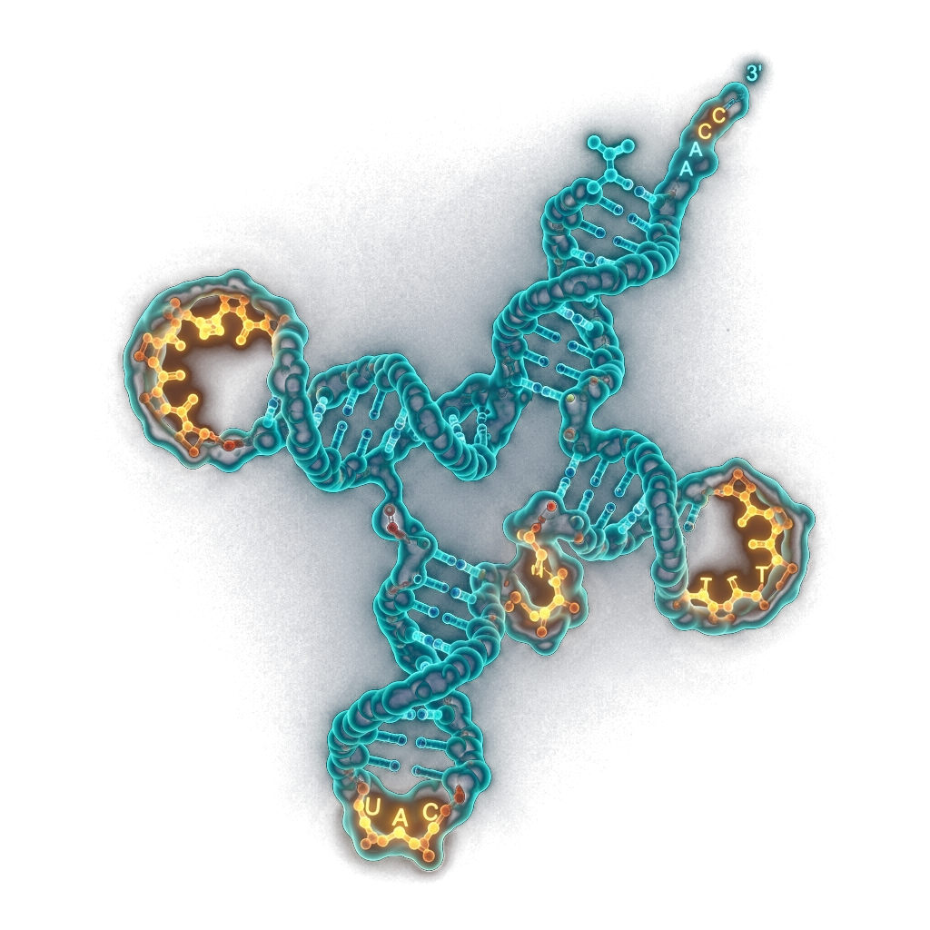 tRNA Fold Texture